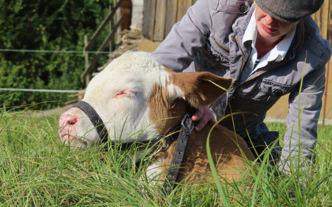 Kuhexpertin Anne Wiltafsky über den Einsatz von Kühen in der tiergestützten Intervention