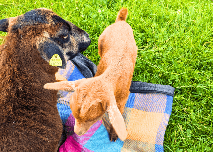habituation-tiergestuetzte-arbeit