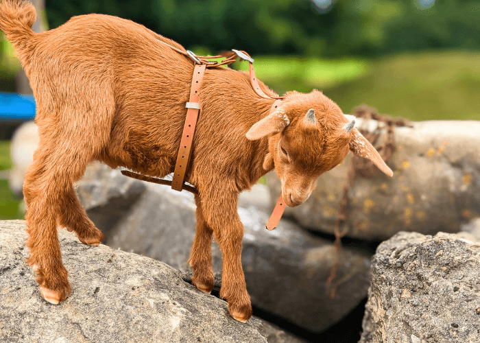 ziege-habituation-tiergestuetzt