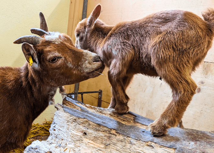 ziegen-ausbilden-tiergestuetzt
