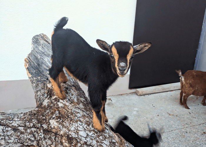ziegen-ausbilden-tiergetuetzt
