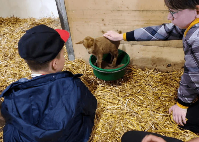 ziegen-sozialisieren-tiergestuetzte-arbeit
