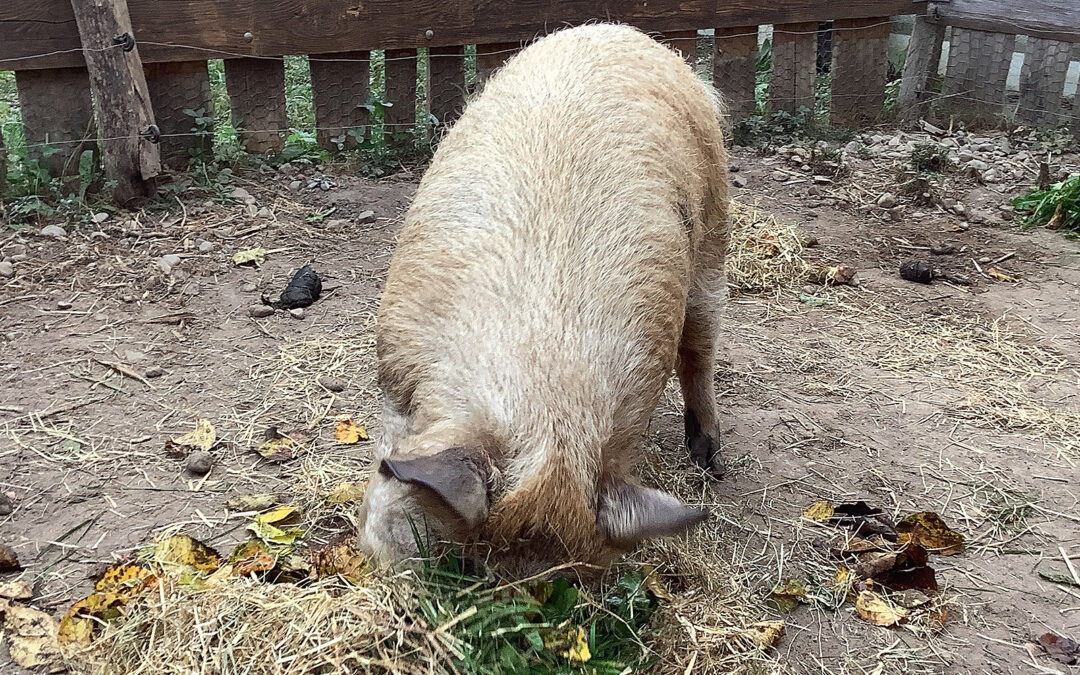 Wir fühlen uns hier sauwohl: Wie tiergestützte Arbeit mit Schweinen Kinder begeistert