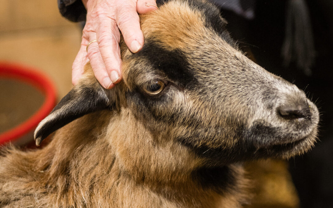 Winterzeit auf dem Bauernhof