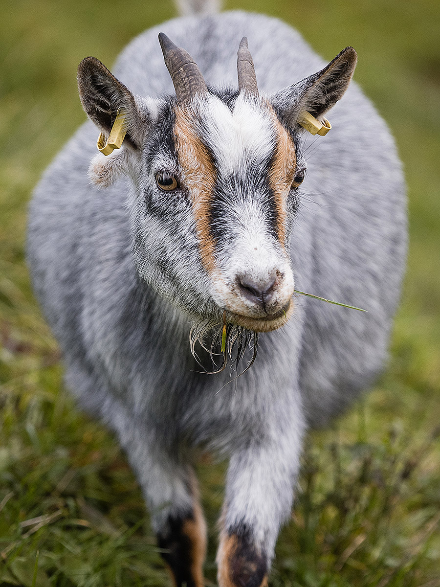 Positive Effekte der tiergestützten Arbeit mit Bauernhoftieren
