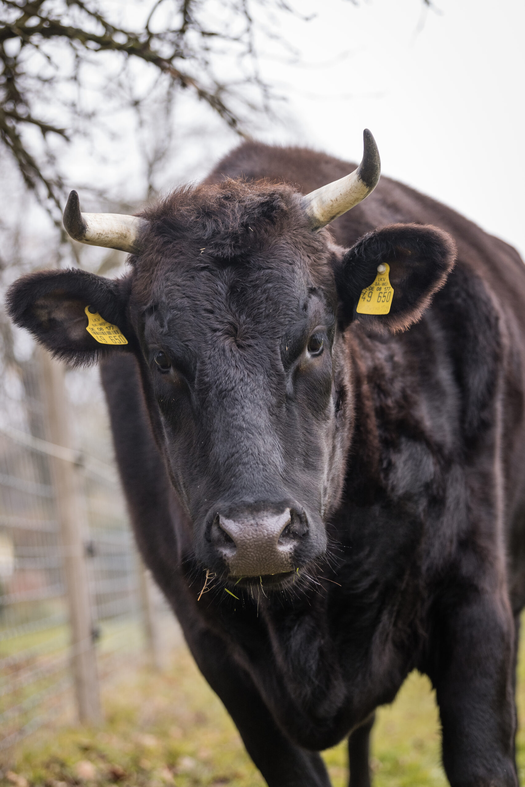 Tiergestützte Arbeit mit Bauernhoftieren bei Andrea Göhring in Rulfingen