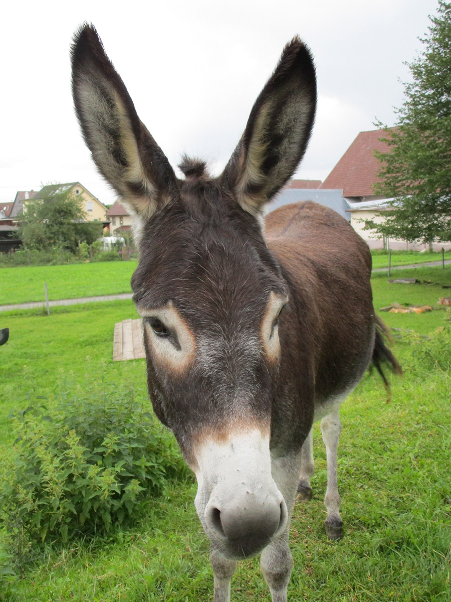 Tiergestützte Intervention auf dem Bauernhof von Andrea Göhring in Rulfingen