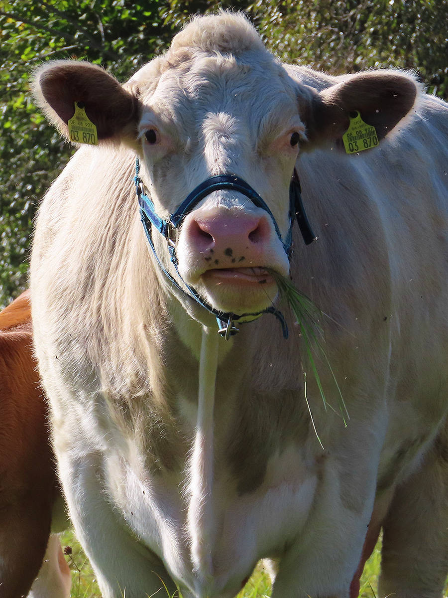 Tiergestützte Intervention auf dem Bauernhof von Andrea Göhring in Rulfingen