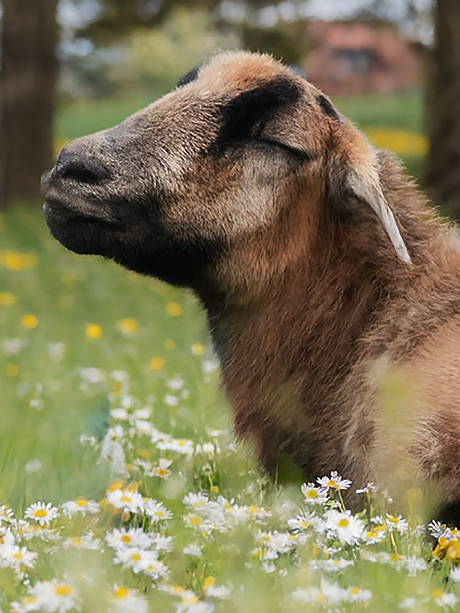 Tiergestützte Arbeit mit Bauernhoftieren bei Andrea Göhring in Rulfingen