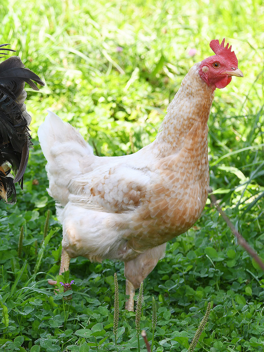 Positive Effekte der tiergestützten Arbeit mit Bauernhoftieren